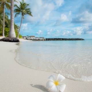 Summer tropical vacation HD wallpaper