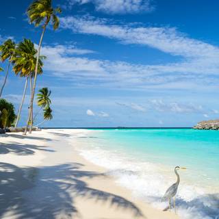 Summer tropical vacation HD wallpaper