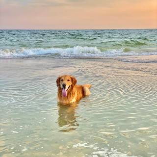 Puppy beach wallpaper