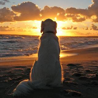 Puppy beach wallpaper