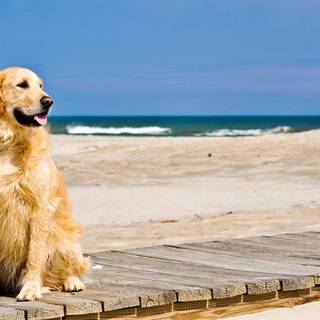 Puppy beach wallpaper
