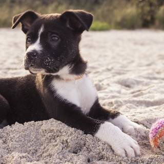 Puppy beach wallpaper