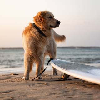 Puppy beach wallpaper