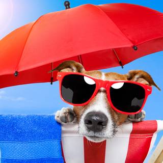 Puppy beach wallpaper