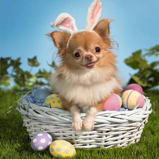 Easter pet wallpaper