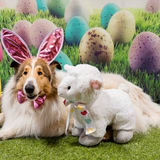 Easter pet wallpaper
