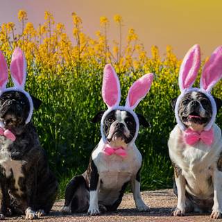 Easter pet wallpaper