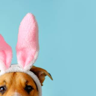 Easter pet wallpaper