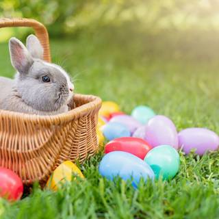 Easter pet wallpaper