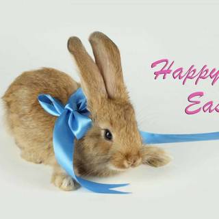 Happy Easter animal wallpaper