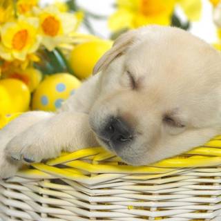 Happy Easter animal wallpaper