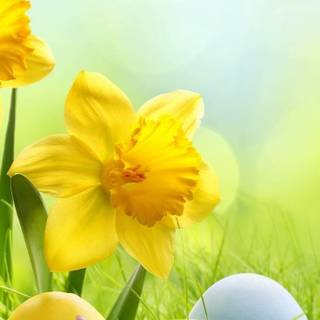 Easter portrait wallpaper