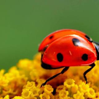 Yellow flowers and ladybug wallpaper