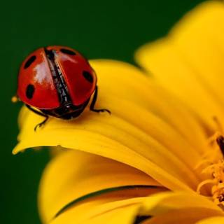 Yellow flowers and ladybug wallpaper