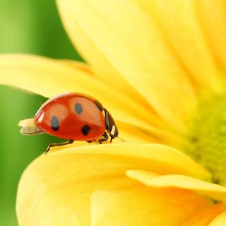 Yellow flowers and ladybug wallpaper