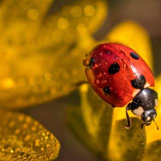 Yellow flowers and ladybug wallpaper