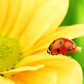 Yellow flowers and ladybug wallpaper