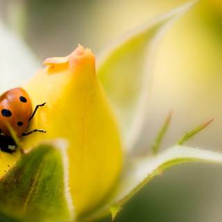 Yellow flowers and ladybug wallpaper