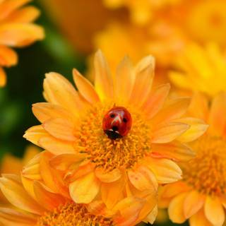 Yellow flowers and ladybug wallpaper