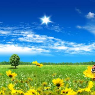 Yellow flowers and ladybug wallpaper