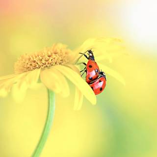 Yellow flowers and ladybug wallpaper