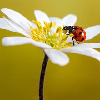 Yellow flowers and ladybug wallpaper