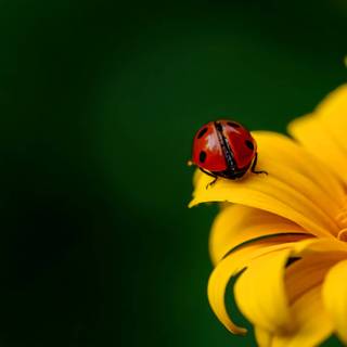 Yellow flowers and ladybug wallpaper