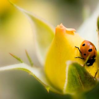 Yellow flowers and ladybug wallpaper