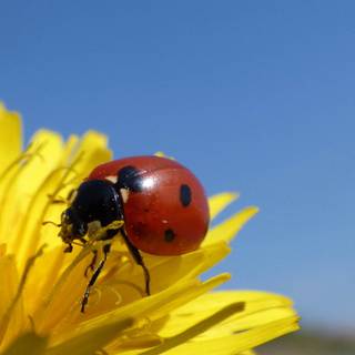 Yellow flowers and ladybug wallpaper