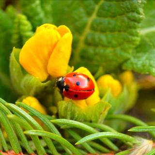 Yellow flowers and ladybug wallpaper