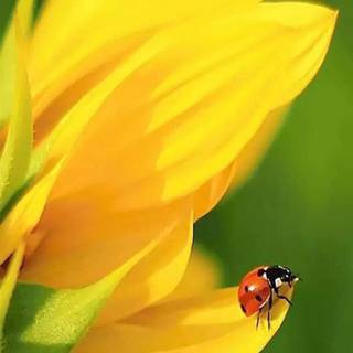 Yellow flowers and ladybug wallpaper