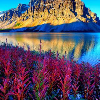 Morning calm HD wallpaper