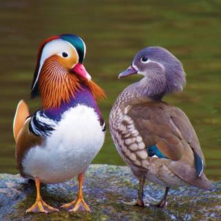 Mandarin ducks wallpaper