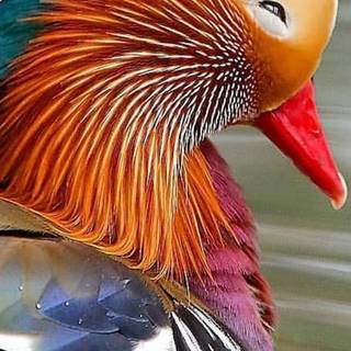 Mandarin ducks wallpaper