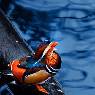 Mandarin ducks wallpaper