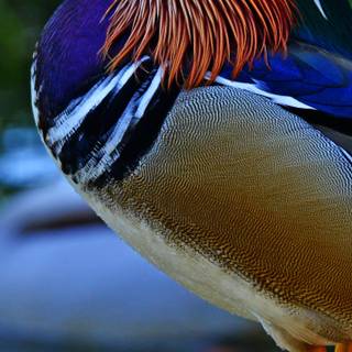 Mandarin ducks wallpaper
