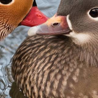 Mandarin ducks wallpaper