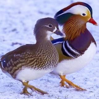 Mandarin ducks wallpaper