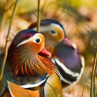Mandarin ducks wallpaper