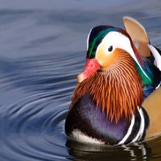 Mandarin ducks wallpaper