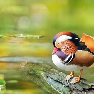 Mandarin ducks wallpaper