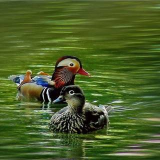 Mandarin ducks wallpaper