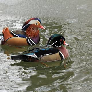 Mandarin ducks wallpaper