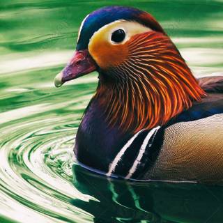 Mandarin ducks wallpaper