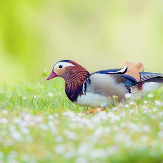 Mandarin ducks wallpaper