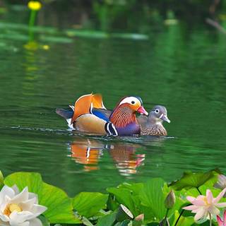 Mandarin ducks wallpaper