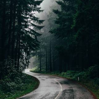 Spring rain fog wallpaper