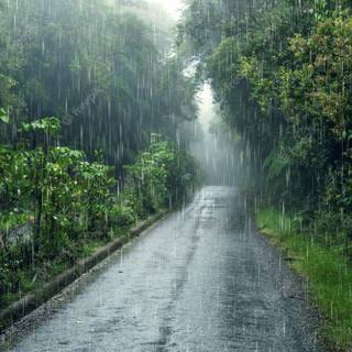 Spring rain fog wallpaper