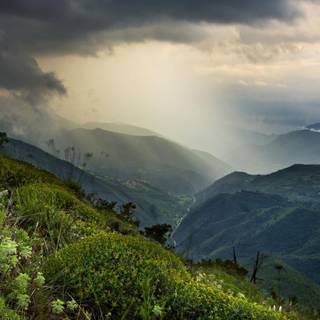 Spring rain fog wallpaper