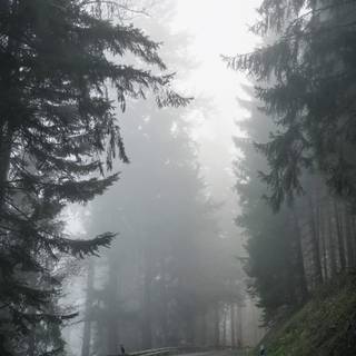 Spring rain fog wallpaper